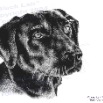 Black Lab